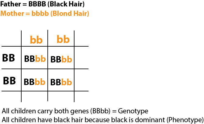 punnetsquare-dominant-example