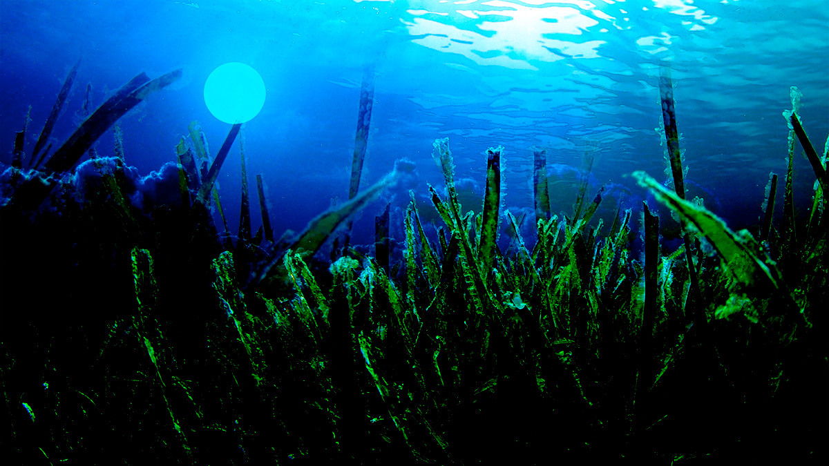 Pearl Inheritance - Fisher Queens of the Silver Sea - Silver Seaweed