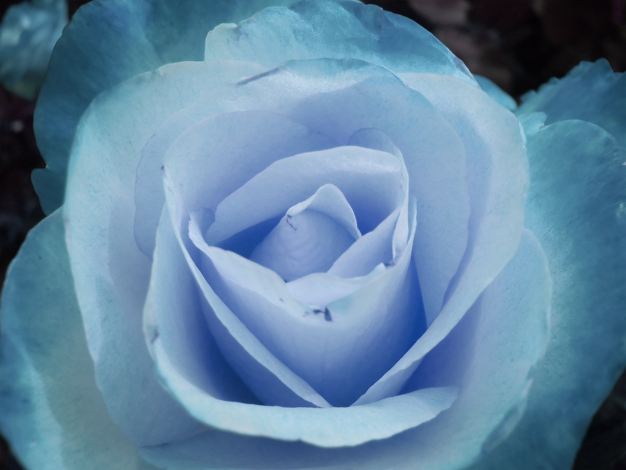 Blue Winter Roses - ASOIAF