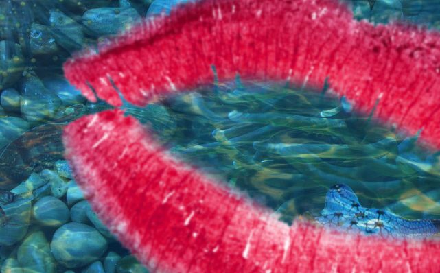 Patchface and the Mermaid's Kiss