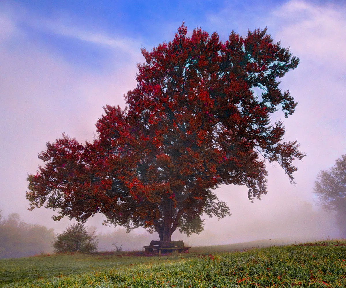 Weirwood of Whitetree Village