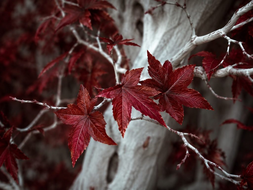 Weirwood leaves in close-up